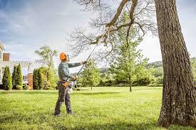 How Our Tree Care Process Works  in  Albany, MO