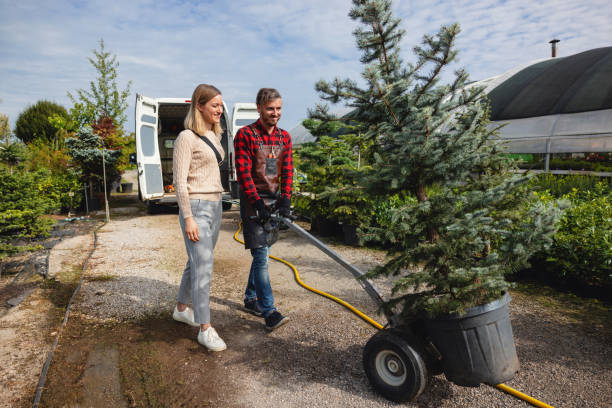 Professional Tree Removal in Albany, MO